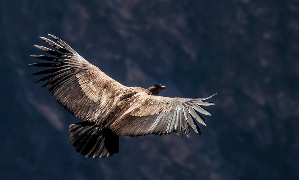 Eco Inn Colca Yanque 外观 照片