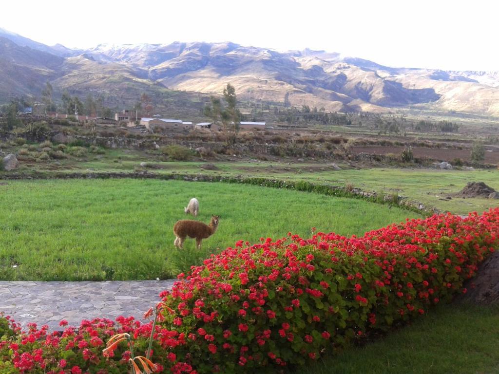 Eco Inn Colca Yanque 外观 照片